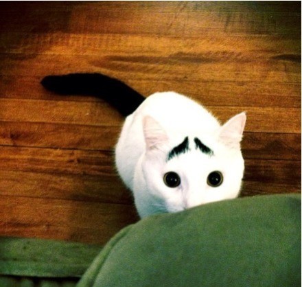 一只长眉毛的猫咪,一只八字眉的猫