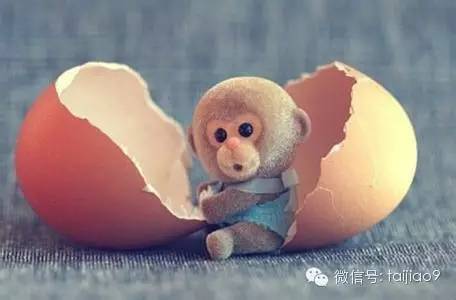 2016年出生的猴宝宝,2016年出生的猴宝宝学业好吗