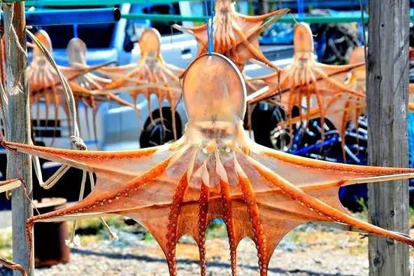 八爪鱼神秘吃法,八爪鱼特异功能