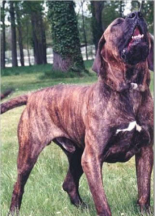 超级凶猛的加纳利犬,第一条加纳利犬