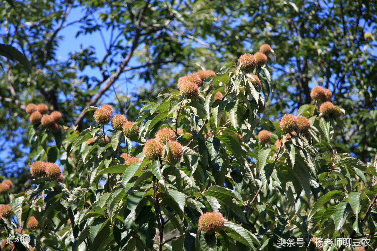 板栗收了以后该如何保存到过年,板栗每亩1000斤产量低不适合种植