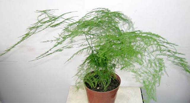 经常吸烟适合养什么花,盘点9种家庭养花常见的有毒花卉