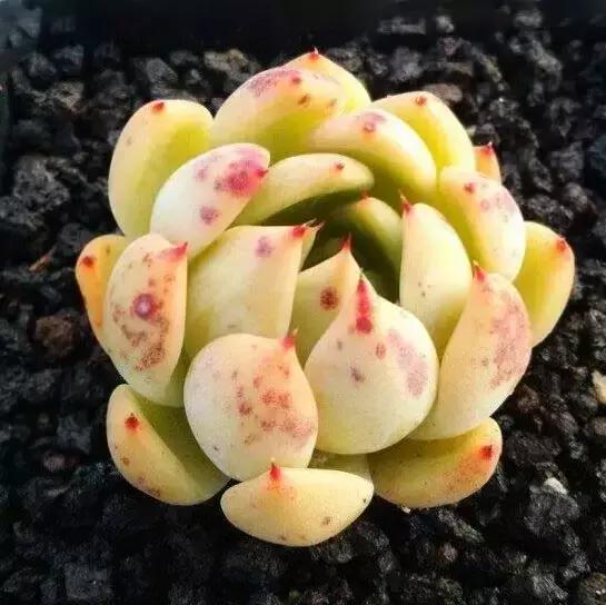 没时间出去玩养多肉,外出旅游多肉怎么办