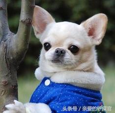 可爱的狗狗品种大全,最可爱的十种狗狗