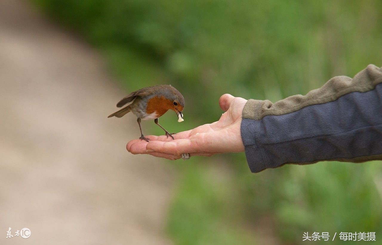 驯养鸟上手技巧,驯养小鸟指南