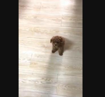 刚买回来的小泰迪一看见我就叫唤,小泰迪刚到家该怎么照顾