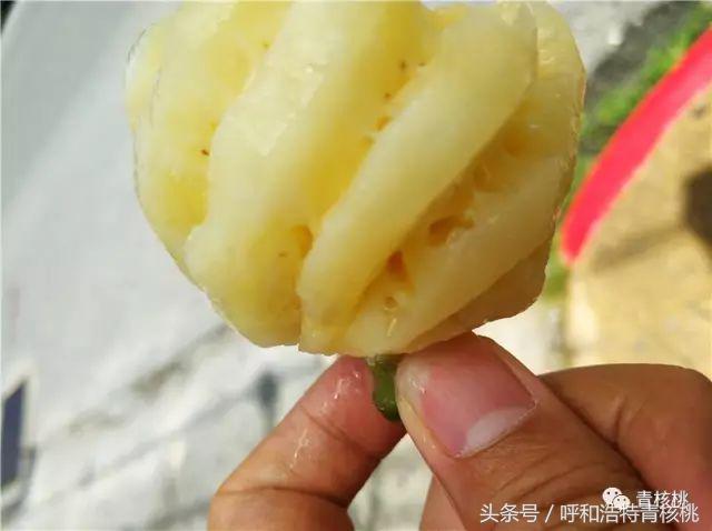 鍛煎拰娴╃壒鍒版櫘鍚夊矝,鍒锋垜婊村崱娉板浗鍘熺増