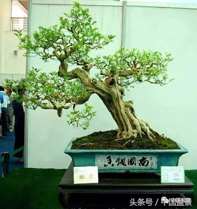 盆景里有蚂蚁怎么消灭最彻底,盆景园如何治蚂蚁