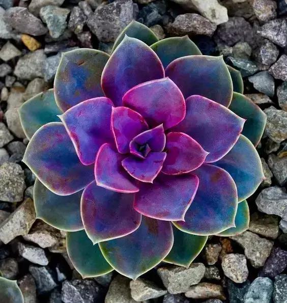 没时间出去玩养多肉,外出旅游多肉怎么办