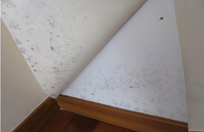 顶楼房间墙壁浸水发霉,楼房墙壁发霉怎么处理