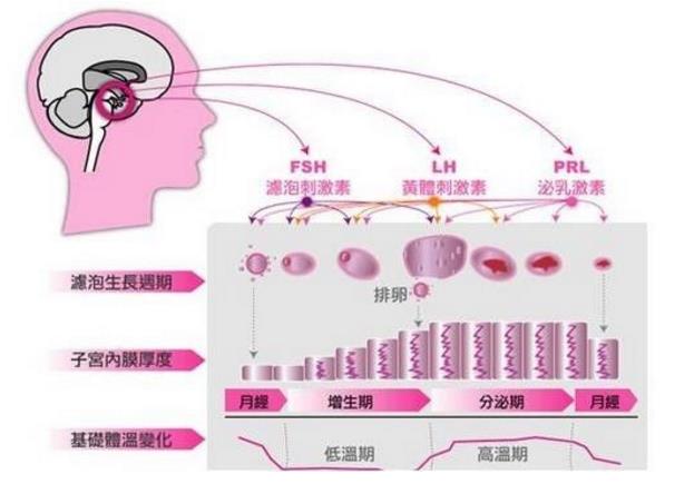 “痘妞”、“毛妹”，小心多囊卵巢综合征！（附靠谱的三甲医院名单）