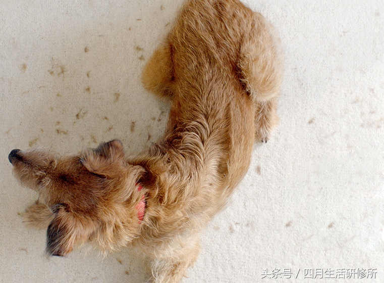 家有毛孩子日常,家有毛孩子的陪伴不孤单