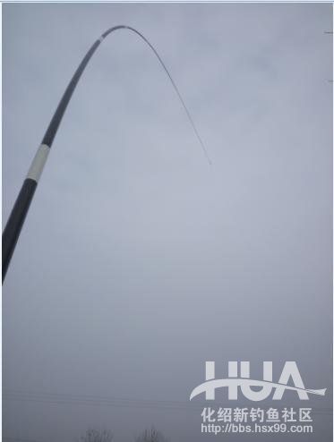 自制钓草鱼玉米必须要煮吗,发酵的玉米可以钓草鱼吗