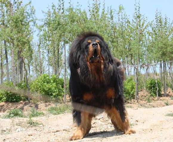 狗中之王，藏敖的选育