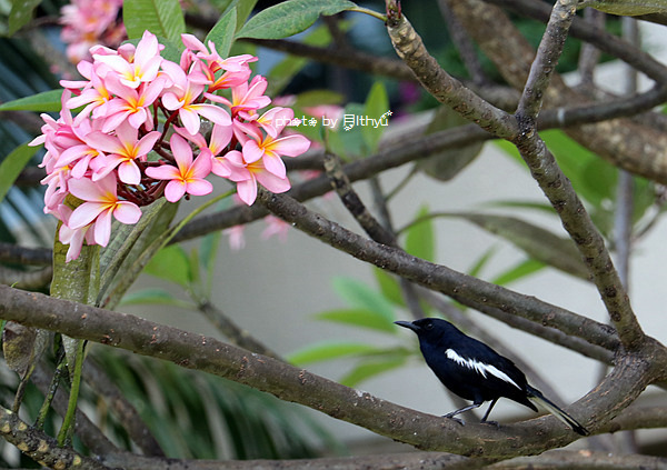 沙巴4天自由行攻略 (沙巴5天之旅)