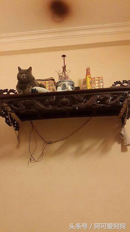 有一只会关心主人的喵星人可真好！