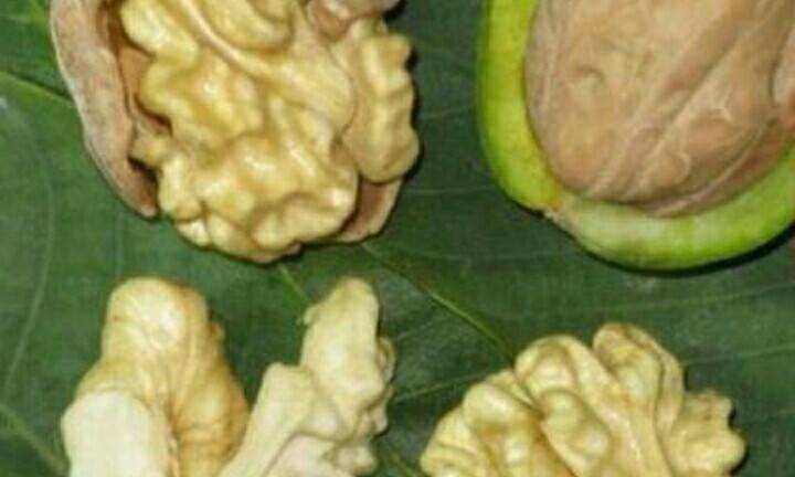 陕西黄龙县核桃之乡,中国千年古县核桃之乡