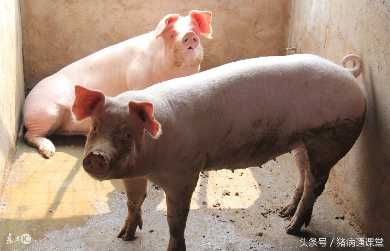 当发生猪弓形虫病时怎样防治？