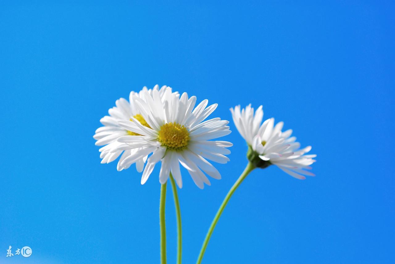 心灵鸡汤小故事,心灵鸡汤小故事300字左右