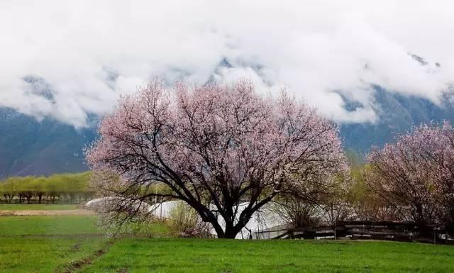 西藏林芝行一路风景如画,林芝最美小镇