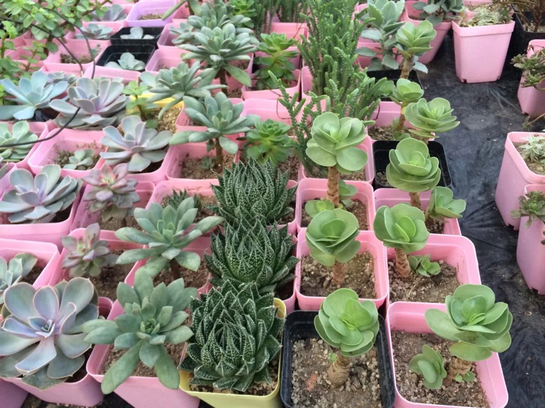 鑺卞尃绮惧搧澶氳倝,鑺卞尃澶氳倝