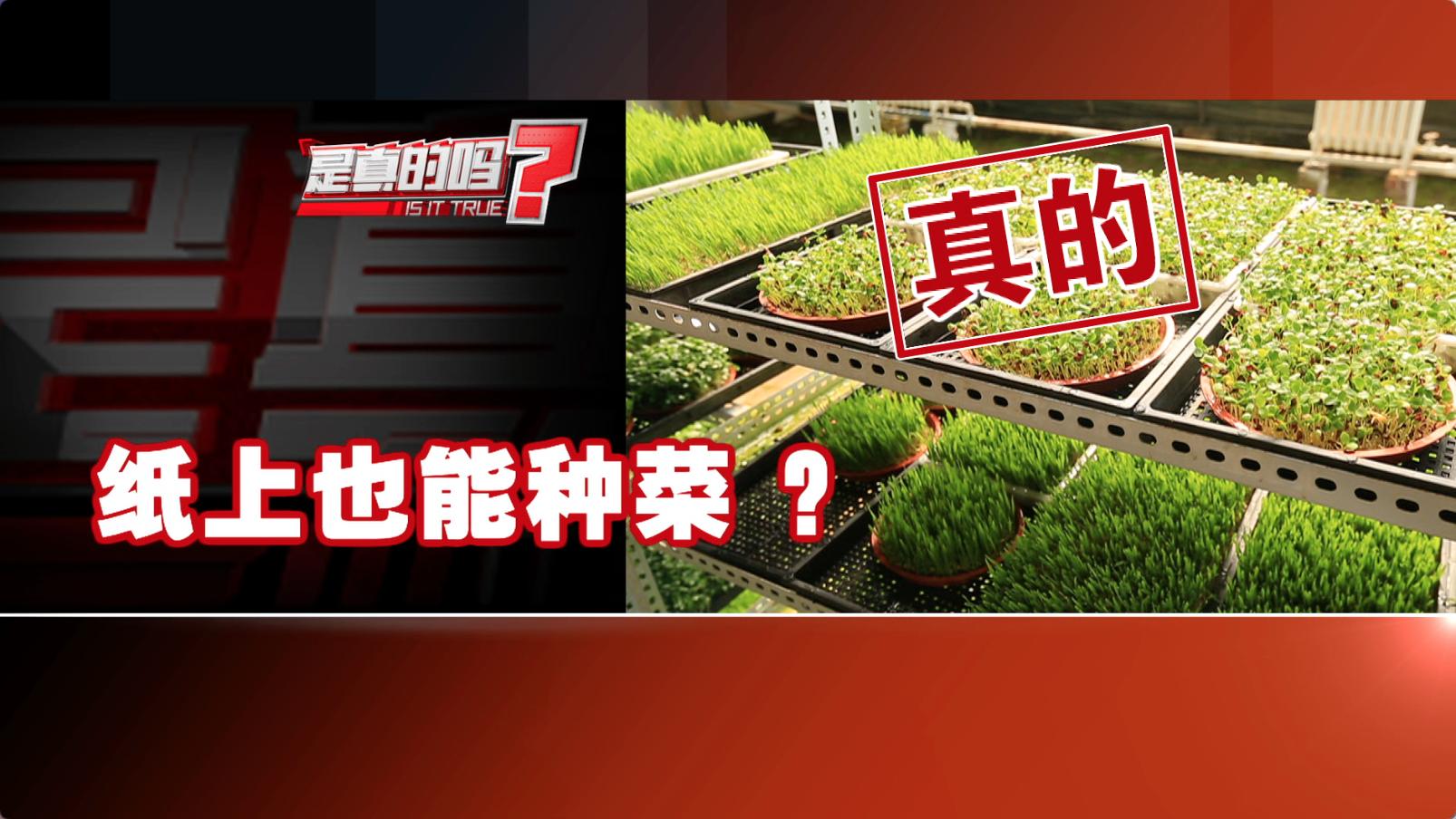 最新纸上适合家庭种菜的方法,纸上种菜方法