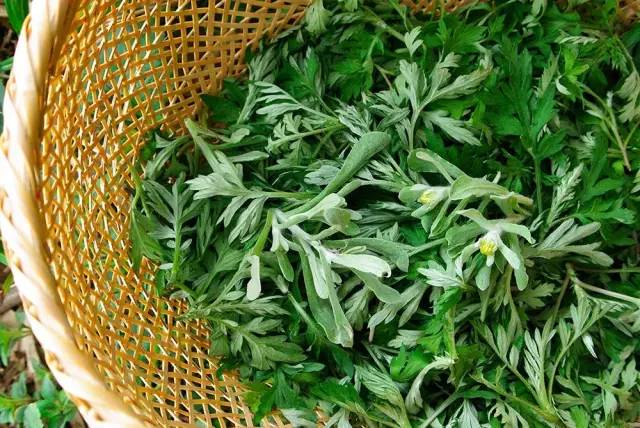 赶在清明之前，为自己做一只青团|一切时节皆与故土食物相关