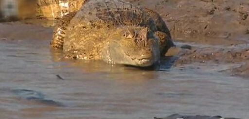 亚马逊河十大恐怖动物森蚺,巨型森蚺和巨型鳄鱼谁厉害