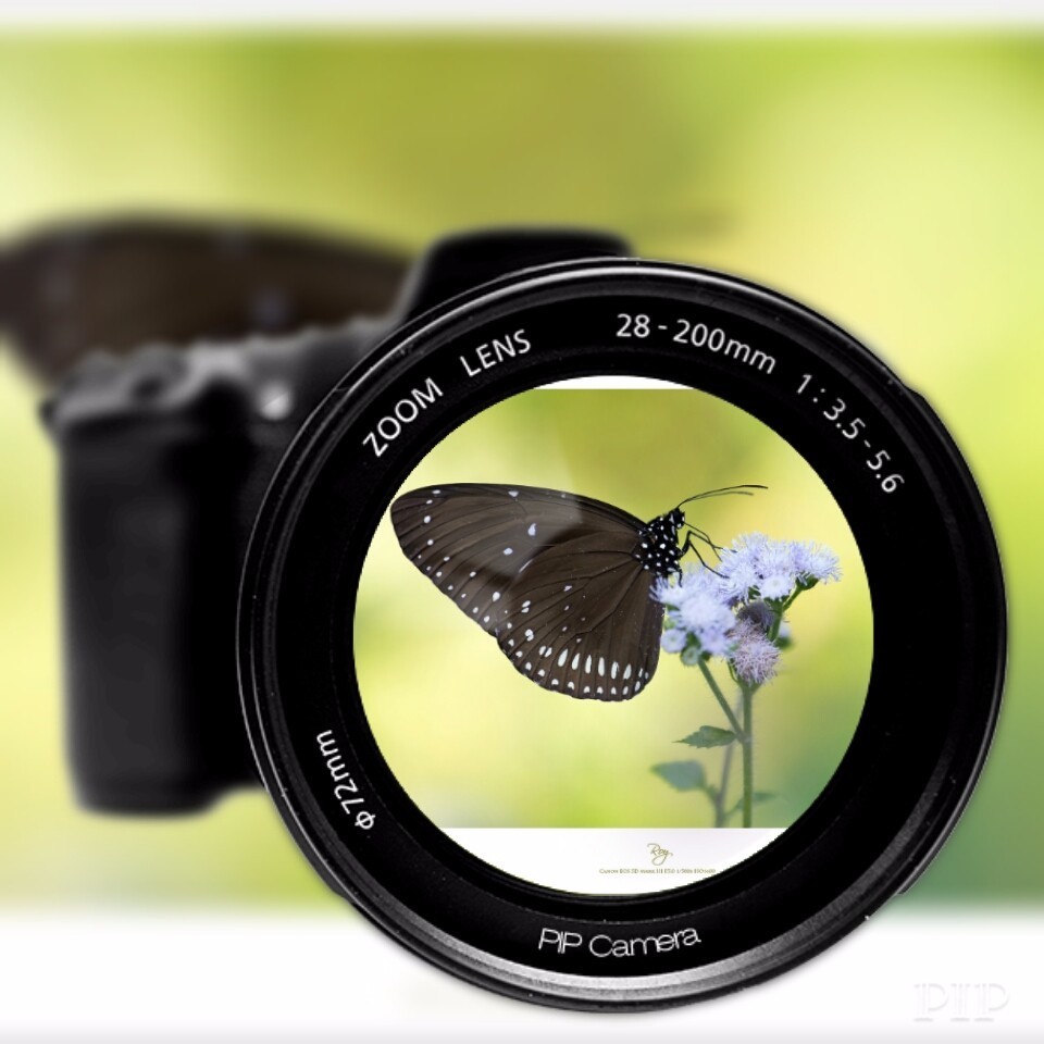 羊角拗有什么毒,羊角拗有多毒