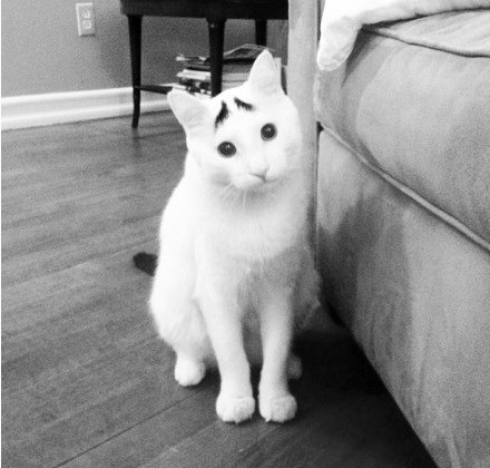 一只长眉毛的猫咪,一只八字眉的猫