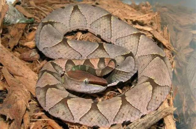 特种养殖蛇最新政策,特种养殖人笑话