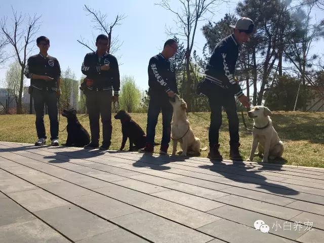 望京的春天，有狗狗相伴！