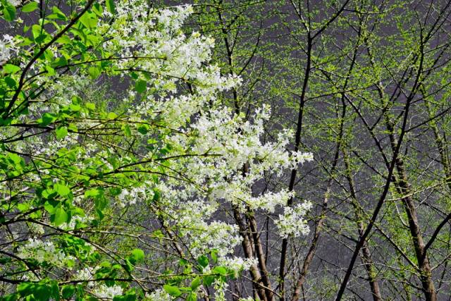 趣谈山大趵突泉校区，春风十里不如你