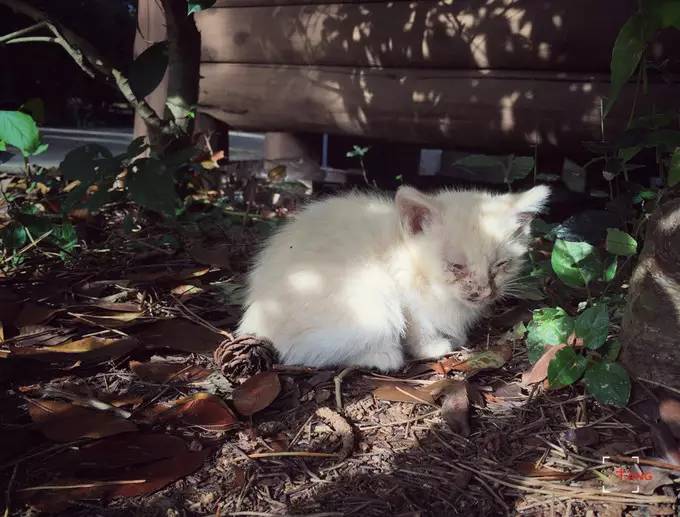 做一只治愈的猫,做一只快乐的柴犬