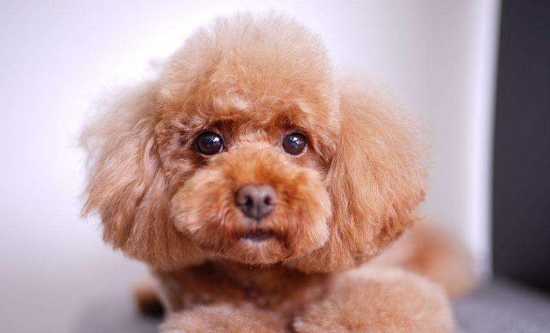 泰迪犬纯种幼犬大约多少钱一只啊,一只纯种泰迪多少钱