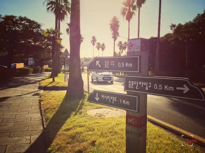 做一只治愈的猫,做一只快乐的柴犬