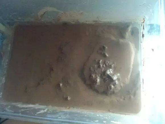 龟类冬眠方法技巧全面指南,各种龟类的冬眠方法