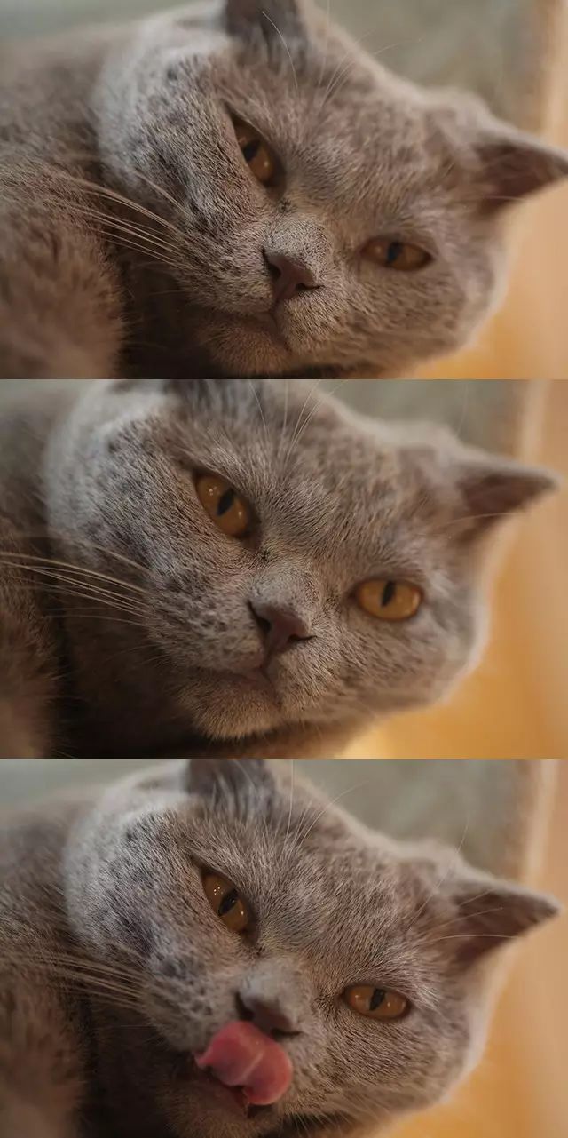 吸猫真的能上瘾吗如何戒瘾,云吸猫有哪些好处