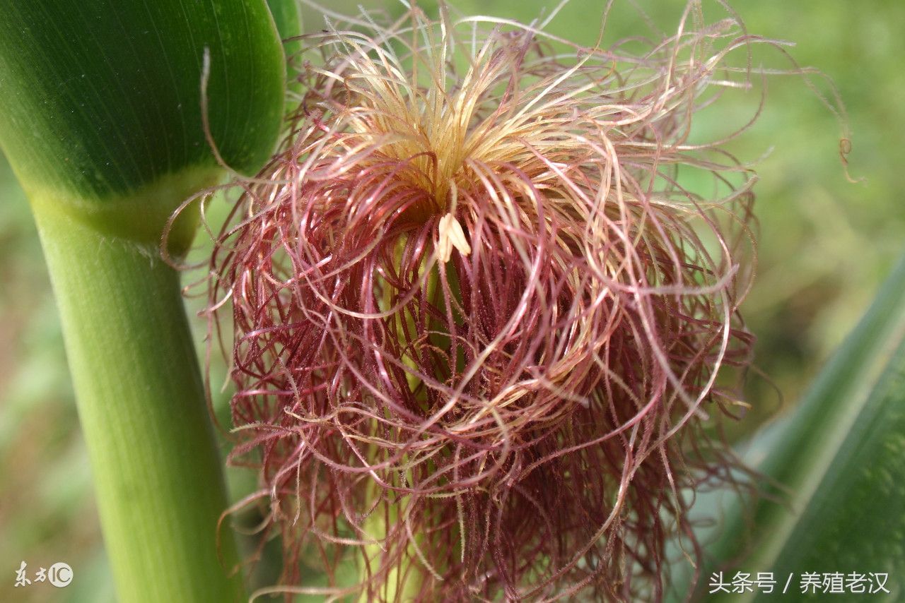 猪血痢疾怎么引起的,猪血尿病因及治疗