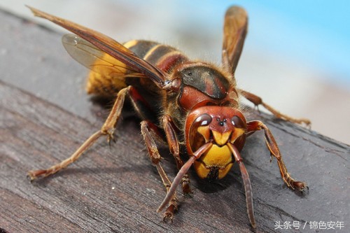 世界上咬人最痛的十大昆虫,世上最可怕的六种虫子还是吸血虫