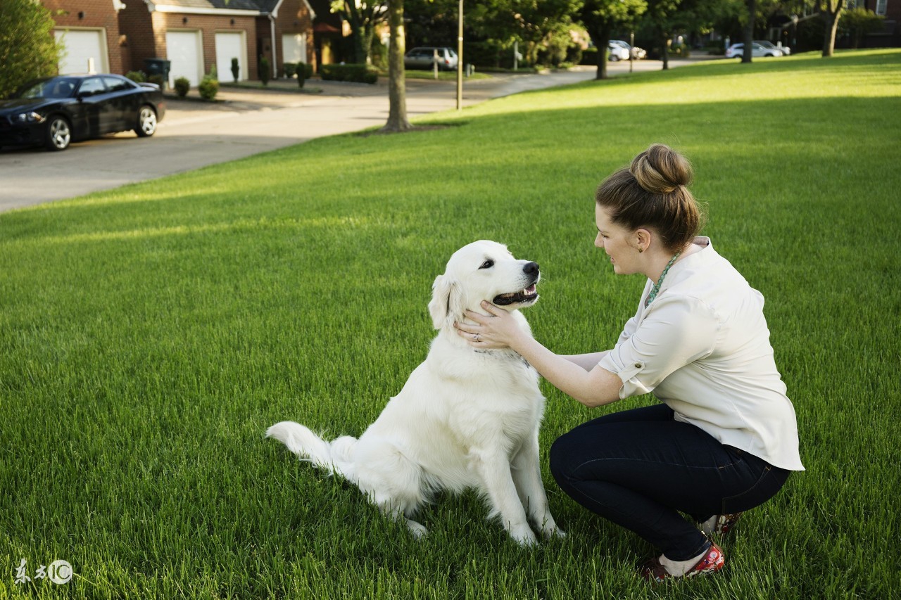 美国人爱狗爱到什么程度,美国人爱狗视频