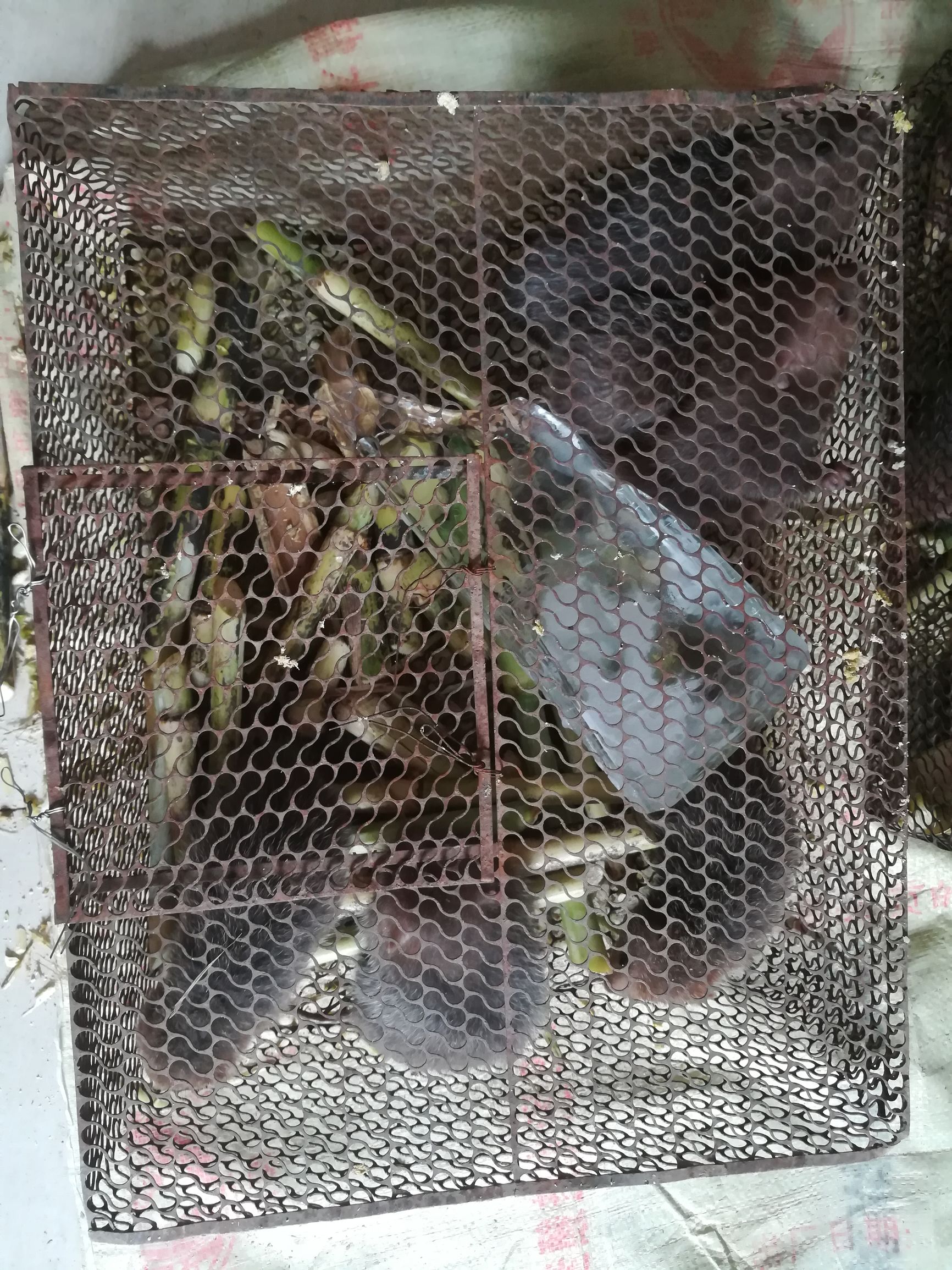 温度超过30度竹鼠会中暑吗,竹鼠冬天在稻草里会中暑吗