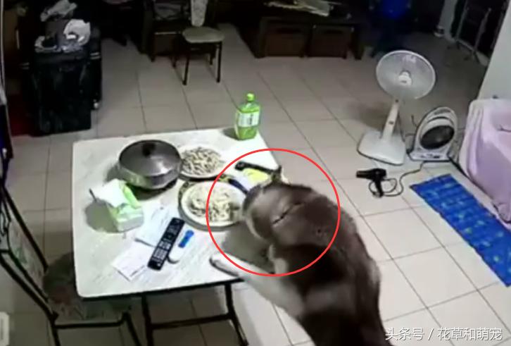 主人发现桌上的菜少了，一看监控后，他立马带哈士奇上医院