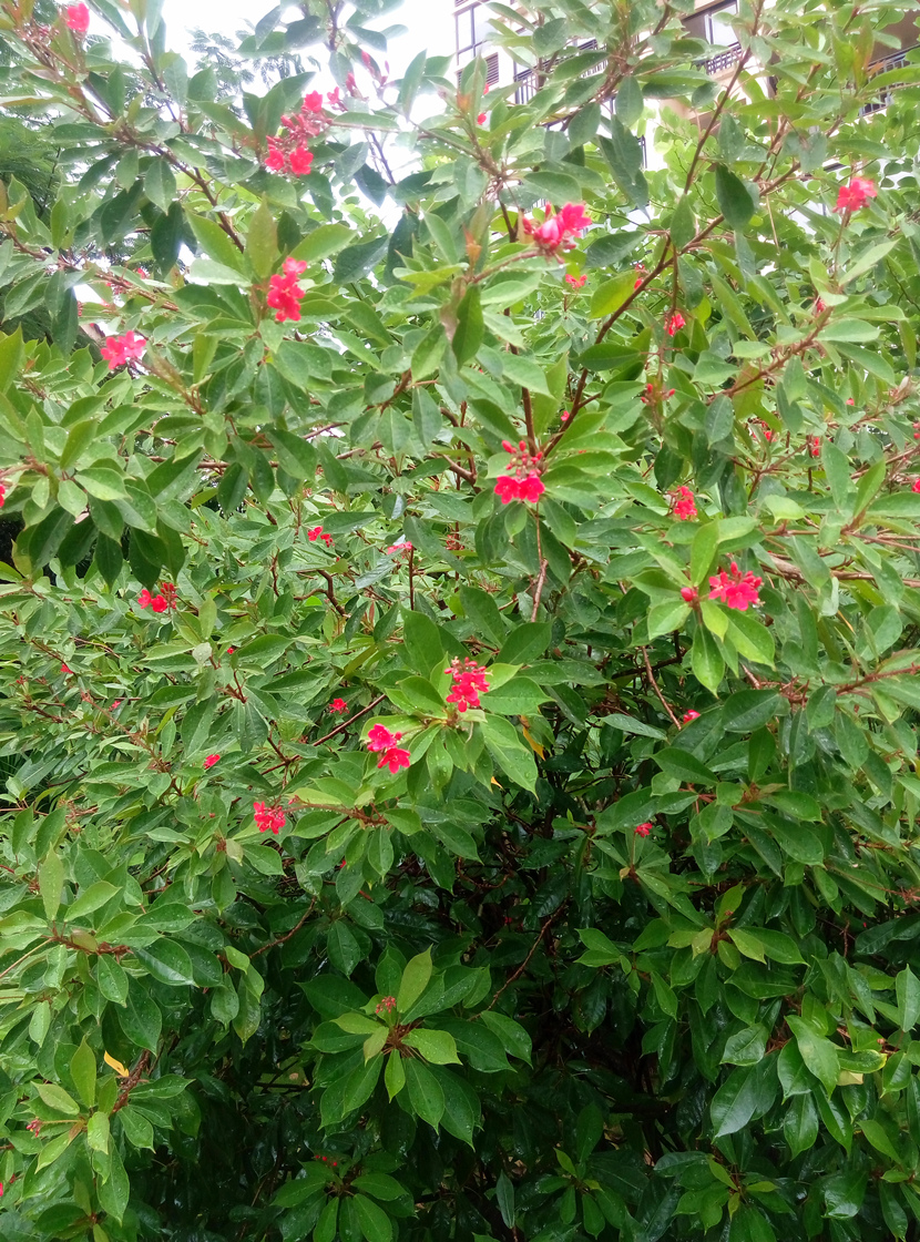 海南定安吉粮康城二手房出售,海南定安吉粮康城离海有多远