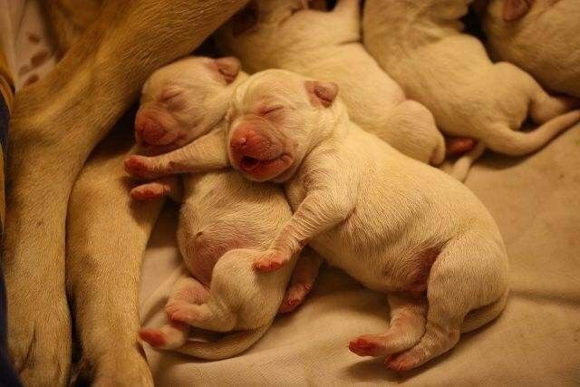 狗狗怎么看出主人怀孕,狗狗判断主人怀孕