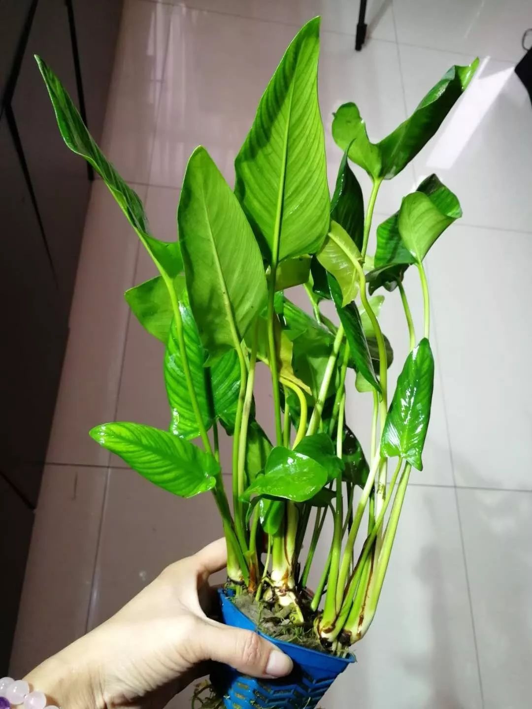 水榕需要种在水草泥里吗,水草造景生命之树