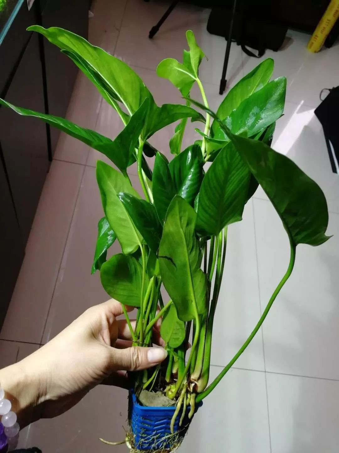 老王家的池塘视频,小型水榕水草推荐