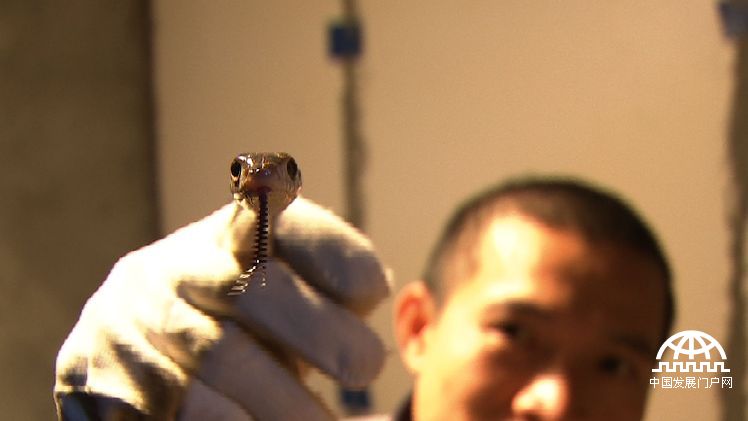 致富经:胆小小伙养蛇记