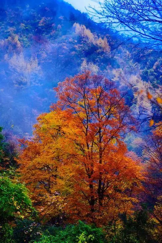 成都乐山红叶彩林,四川红叶彩林旅游节