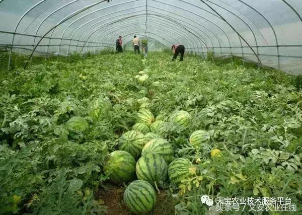 磷酸二氢钾在农作物的使用方法,磷酸二氢钾使用方法及注意事项